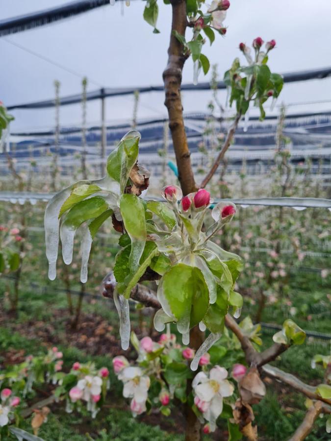 Versigglhof 아피아노 술라 스트라다 델 비노 외부 사진