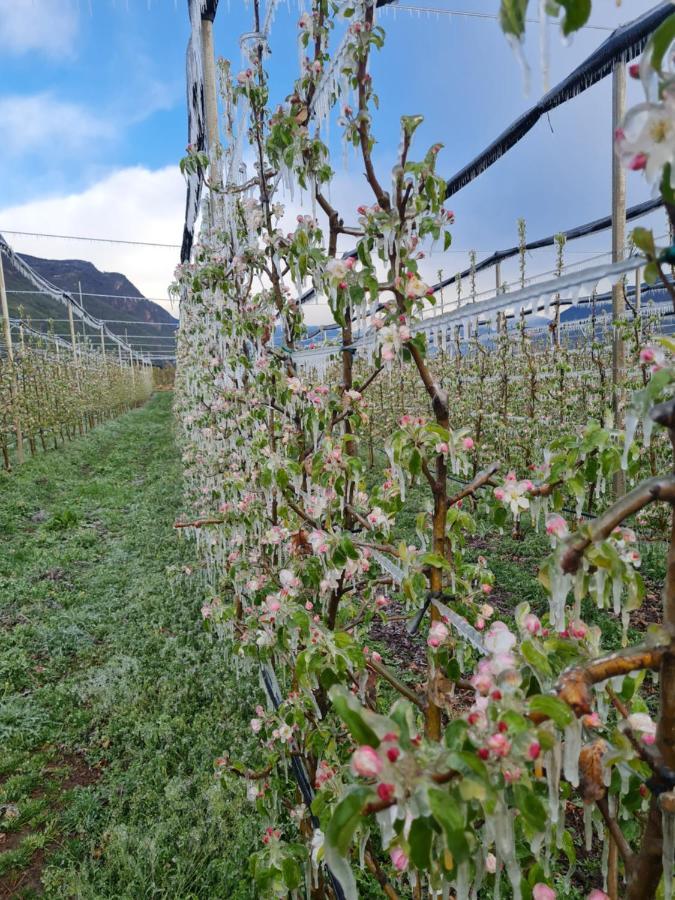 Versigglhof 아피아노 술라 스트라다 델 비노 외부 사진